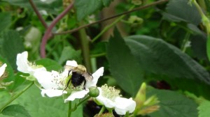 Pollination is important to many crops.