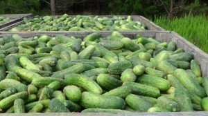 These cucumbers are on their way to the Mt. Olive pickle factory!