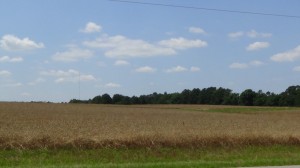 Beautiful field of wheat. (Before)