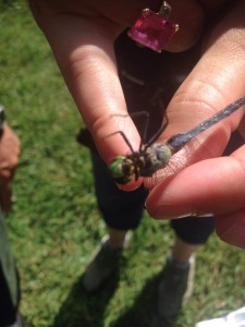 Proper way to hold a dragon fly