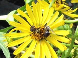 Bees at BRP