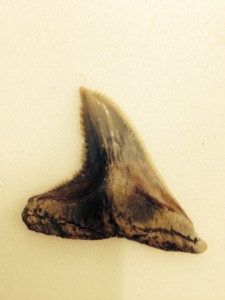 small shark tooth