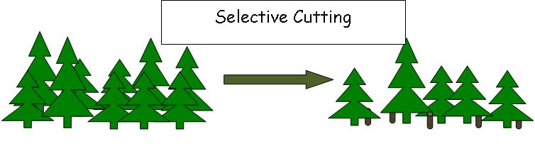 Selective Cutting graphic