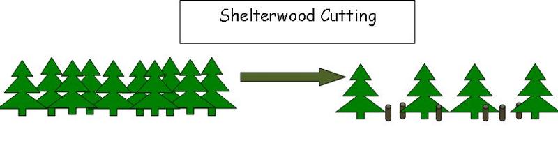 Shelterwood Cutting graphic