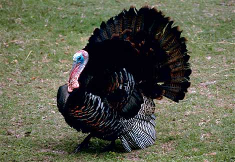 Wild Turkey image