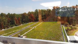 green roof at SAS (1)