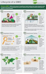 GMO Process