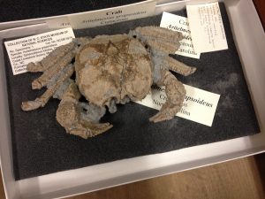Who likes fossilized crabs? 