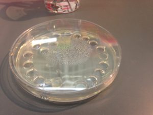 This plate held food that we cut out with pipette tips. The food is use as bait for our bacteria lost in the maze! Could this be a story or what! 