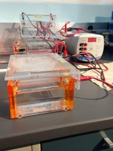 The electrophoresis is happening when you can see the little bubbles rising. It means that the electrical current is passing through the TAE. 