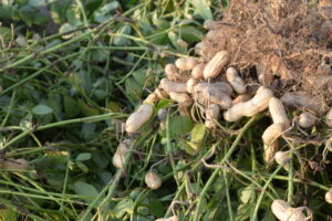 Peanuts freshly dug. 