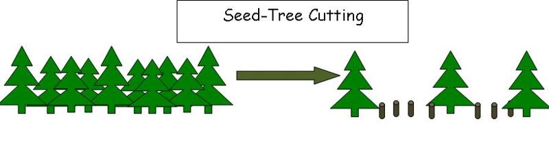 Seedtree Cutting graphic