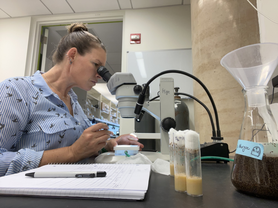 Schutz looks into a microscope during her industry immersion at UNC Chapel Hill 