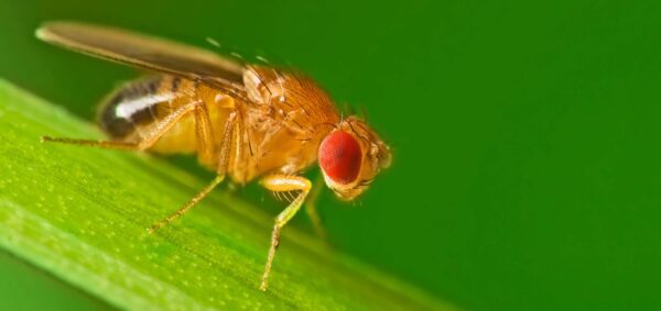 Male fruit fly (Drosophila Melanogaster) on a blade of grass