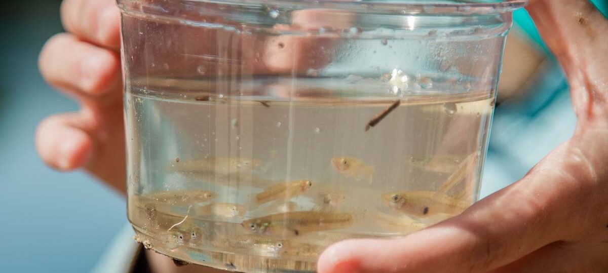 A students holds a container of Shad fry to be released in the Neuse River during an immersive learning STEM lesson.