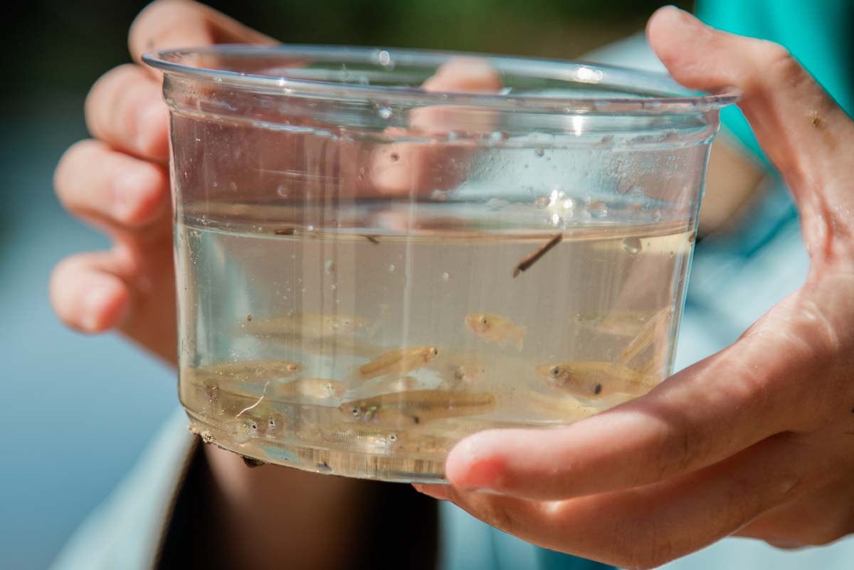 A students holds a container of Shad fry to be released in the Neuse River during an immersive learning STEM lesson.