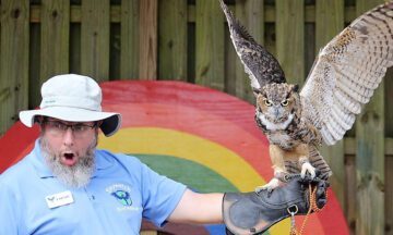 Image of David Glenn handling a raptor.