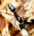 Ant portrait