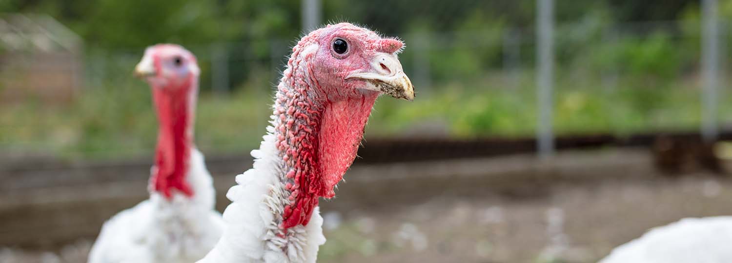 Turkey on a farm , breeding turkeys. White turkey portrait. Flock of Turkeys at the farm. Pasture raised turkey on a farm.