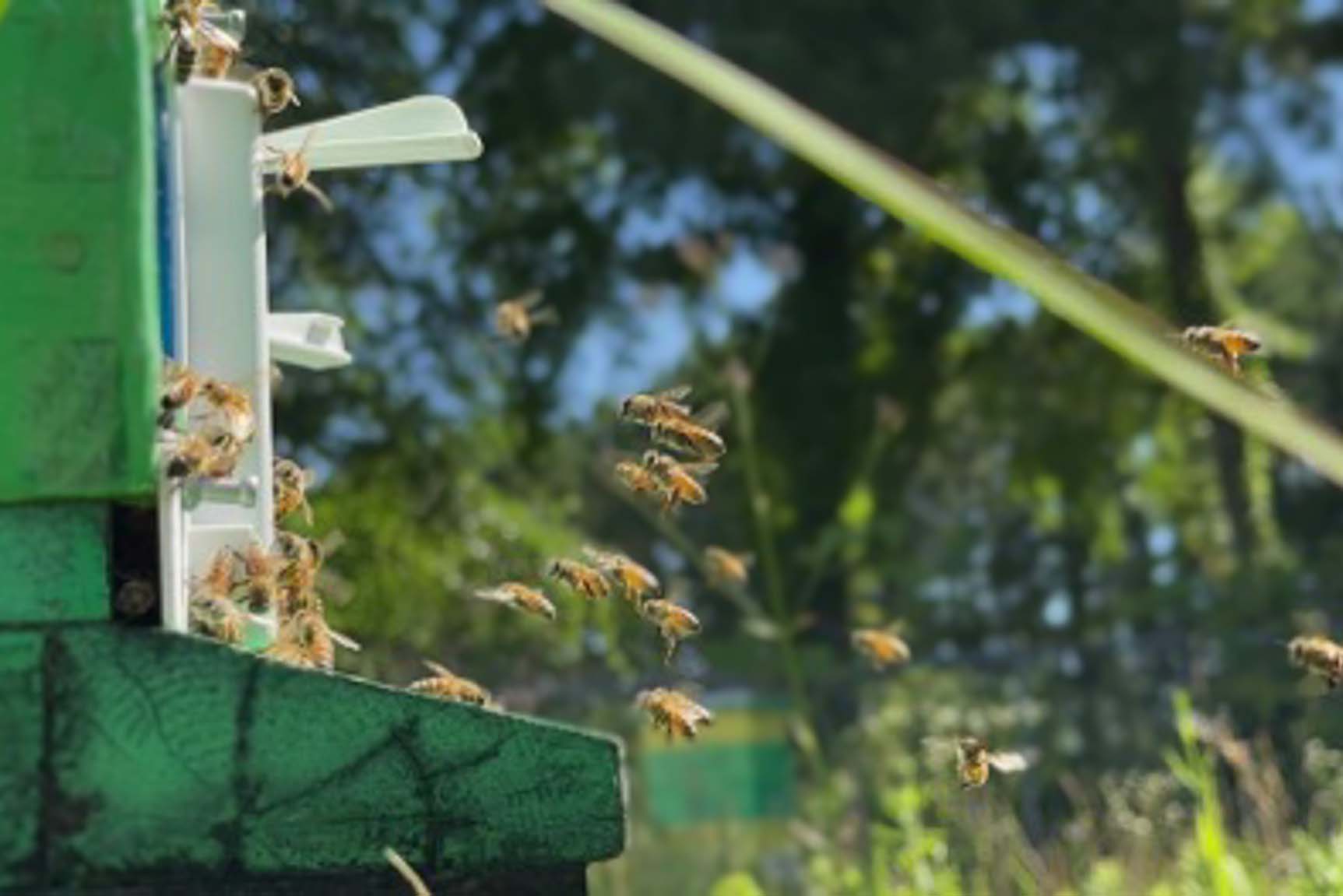 Beekeeping in K-12 Education