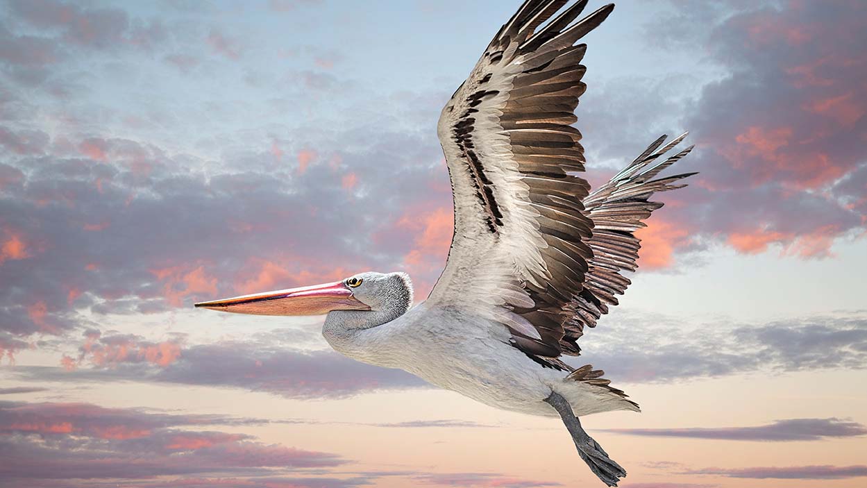 Australian pelican (Pelecanus conspicillatus) Perth Western Aust