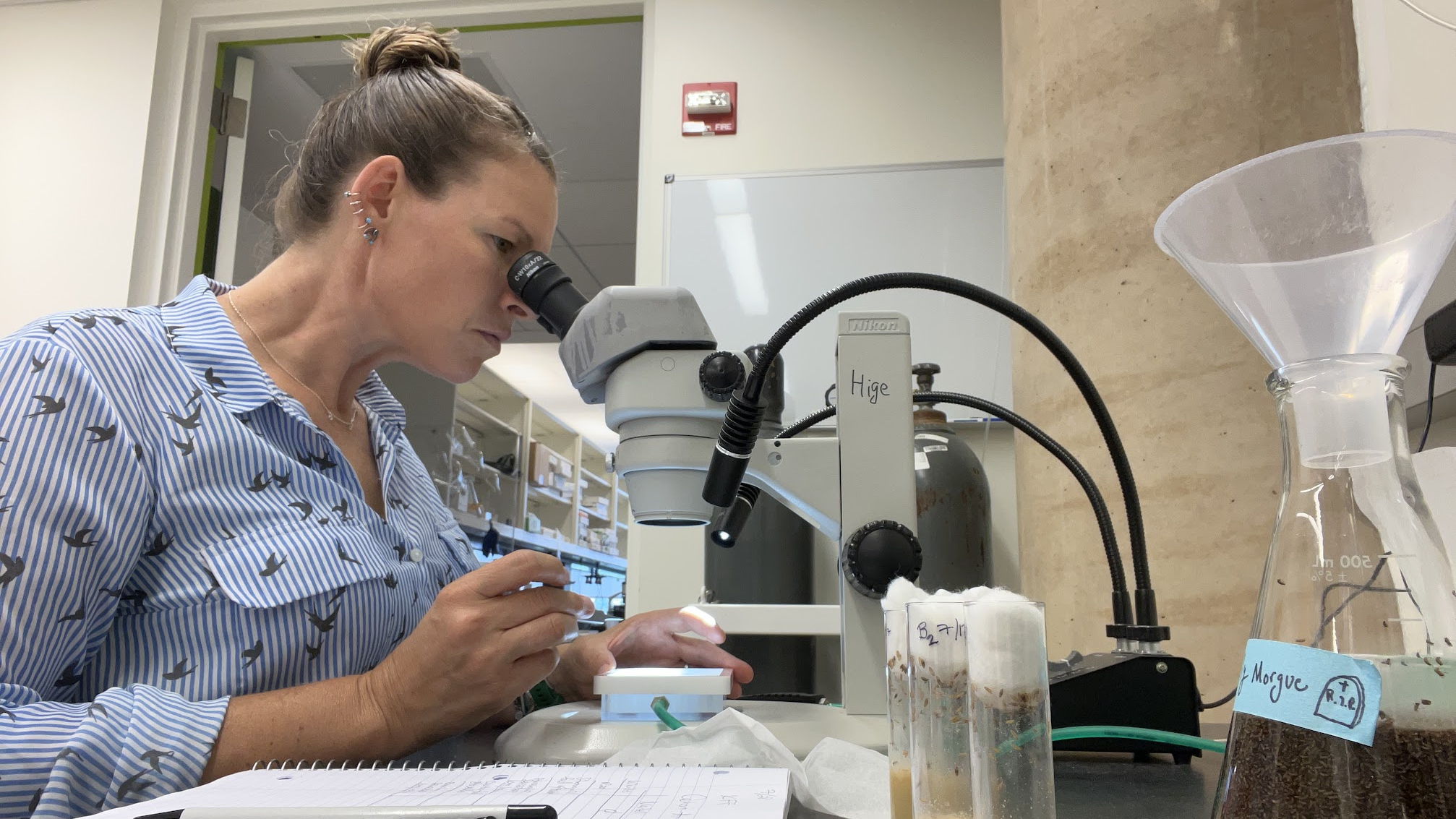 Christine Sudzina Schut looks through a microscope at a UNC Chapel Hill lab