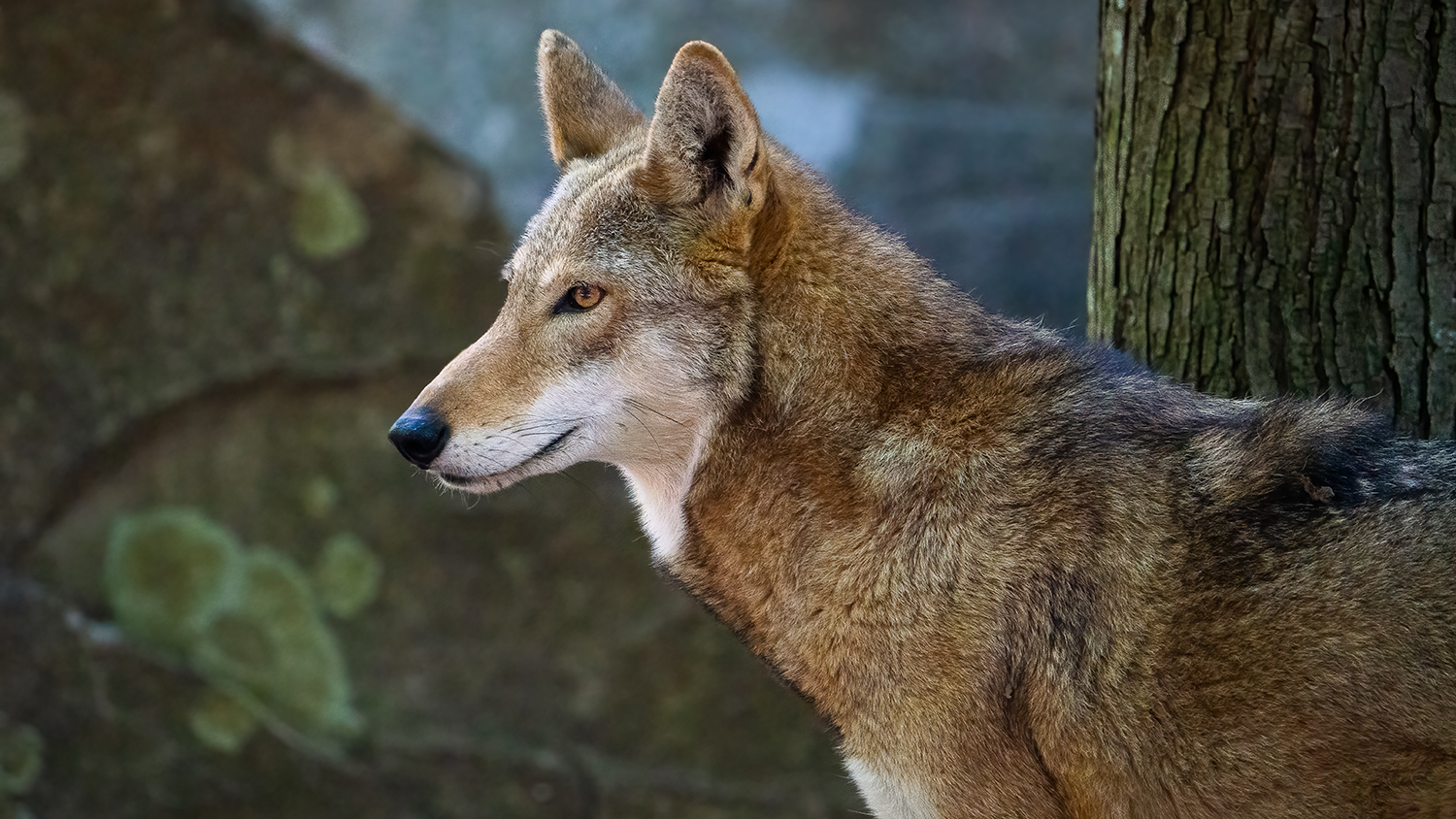 Red wolf