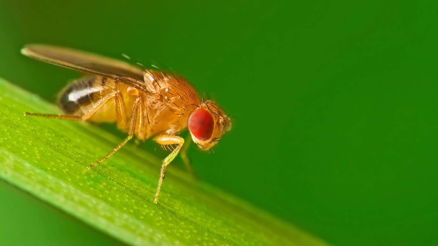 Male common fruit fly (Drosophila Melanogaster) - about 2mm long - sitting on a blade of grass with green foliage background