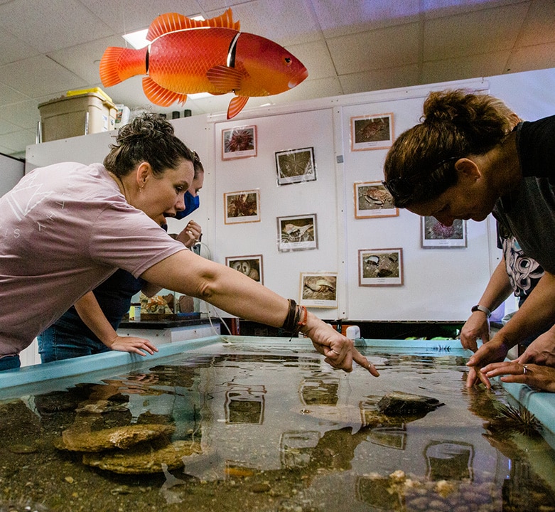 Teachers visit an aquarium during a Mountains to Sea field visit.